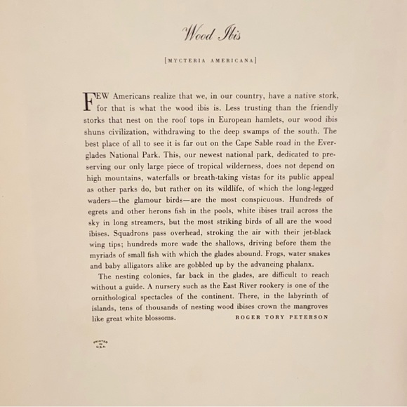 Vintage Audubon John James Birds of America Wood Ibis Bird Lithograph Art Print - Picture 4 of 5